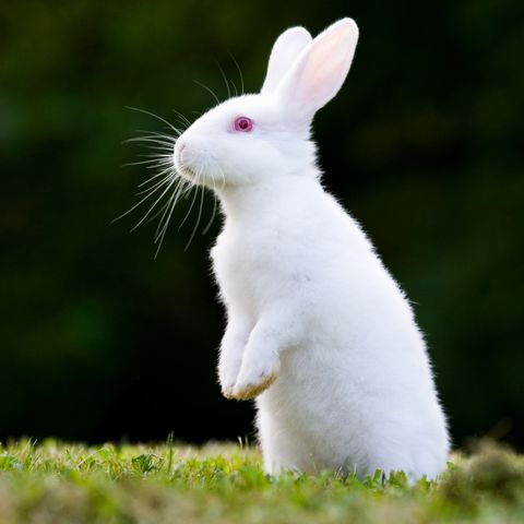 The 15 Best Rabbit Breeds - A Complete Breed Guide to Adopting a Bunny