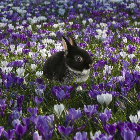 سلالات الأرانب - أساسيات رعاية الأرنب