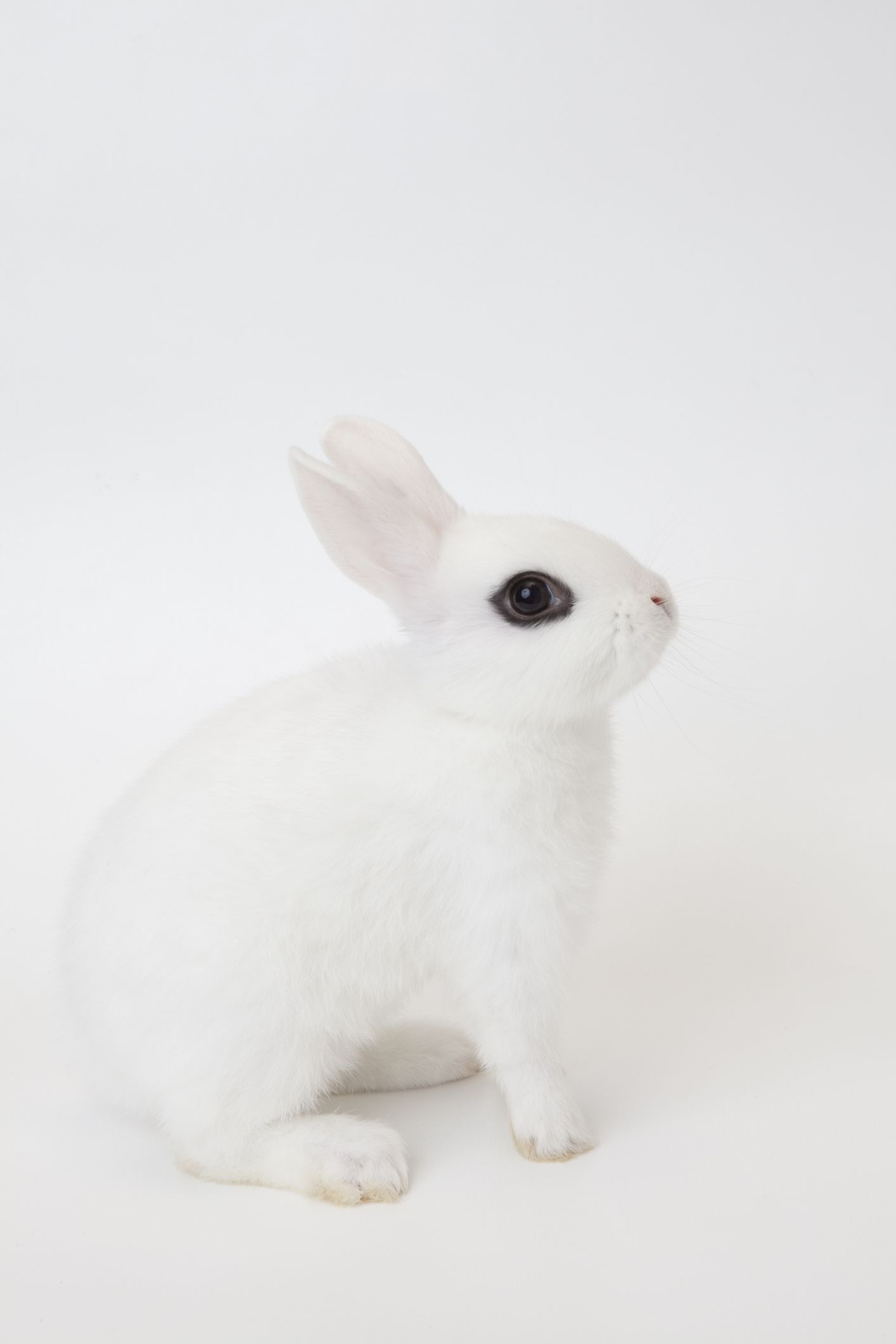 cottontail rabbits for sale near me