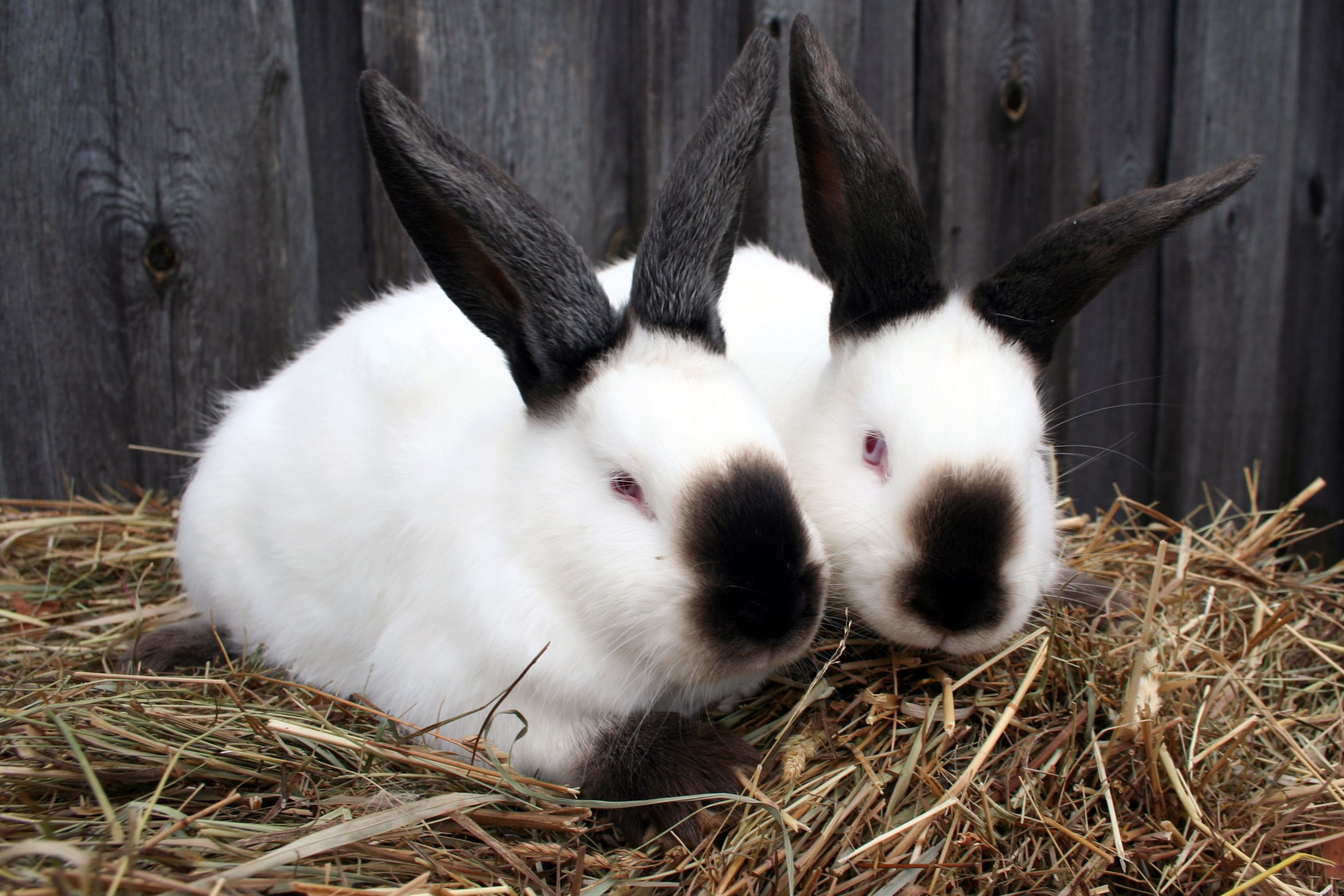 types of pet rabbits with pictures