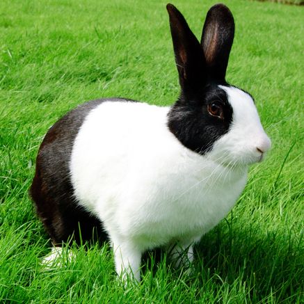 أرنب يولد أرنب هولندي أبيض وأسود