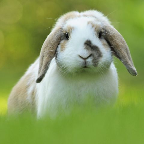 يولد الأرنب هولندا لوب في العشب الأخضر