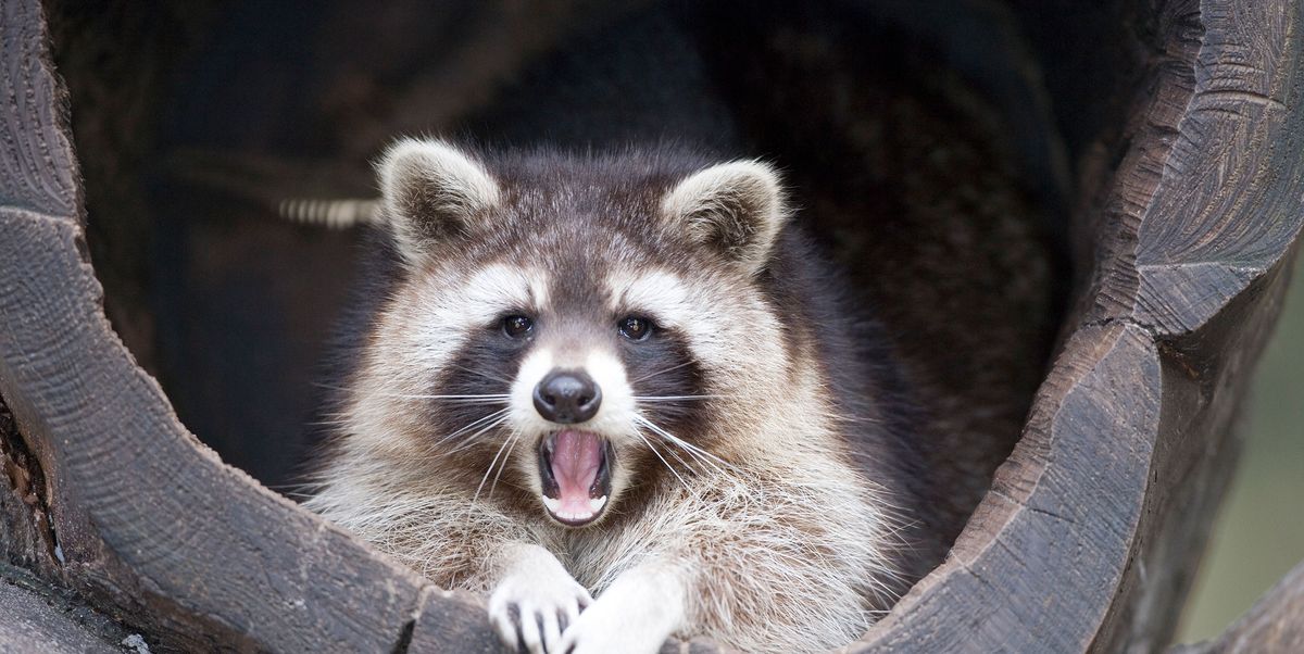 Maine Woman Kills Rabid Raccoon Bangor Daily News Raccoon Lede