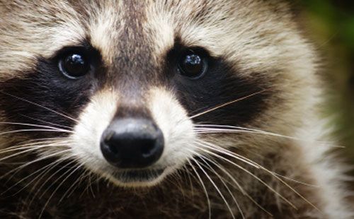 will raccoon attack cats