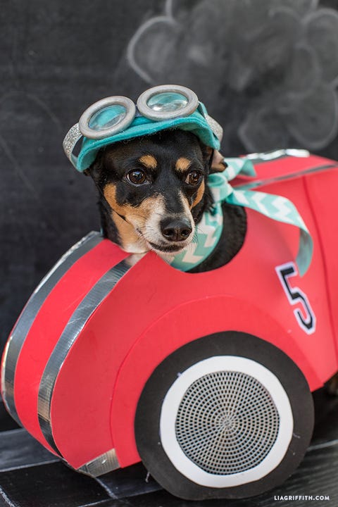 30 Best Dog Halloween Costumes - Cute Dog Costume Ideas