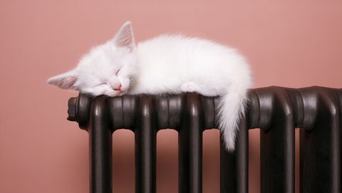 Gato durmiendo sobre un radiador