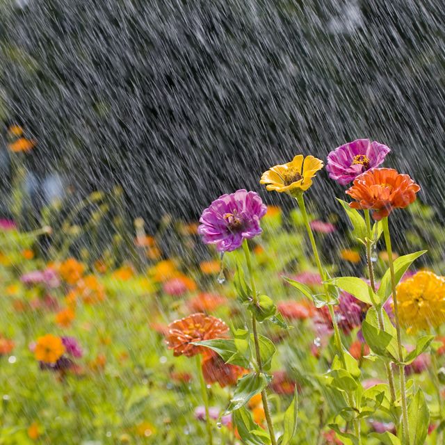 get your garden 'ready for rainfall' this week, says rhs