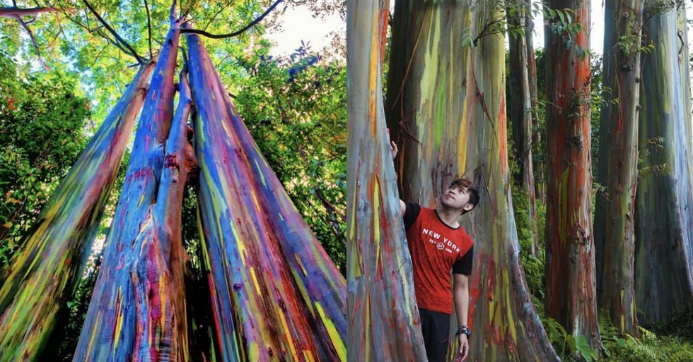 Where To Find Rainbow Eucalyptus Deglupta Trees — Mindanao Gum Trees Found In Hawaii Texas