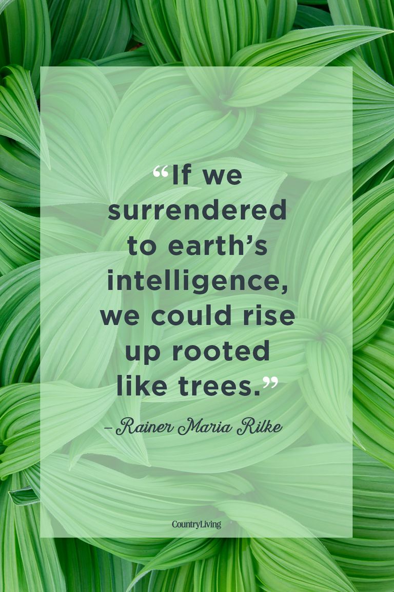 25 Best Nature Quotes - Inspirational Sayings About Nature