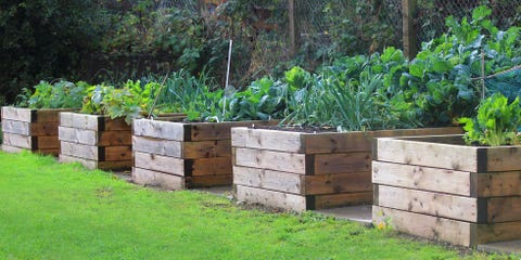 Victory Gardens Are Making a Comeback Amid the Coronavirus Pandemic ...