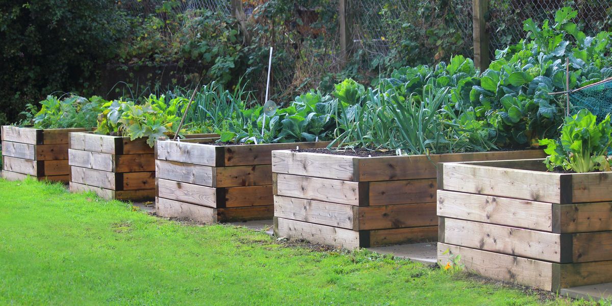How To Build A Raised Garden Bed Diy, Vegetable Garden Box Wood Type