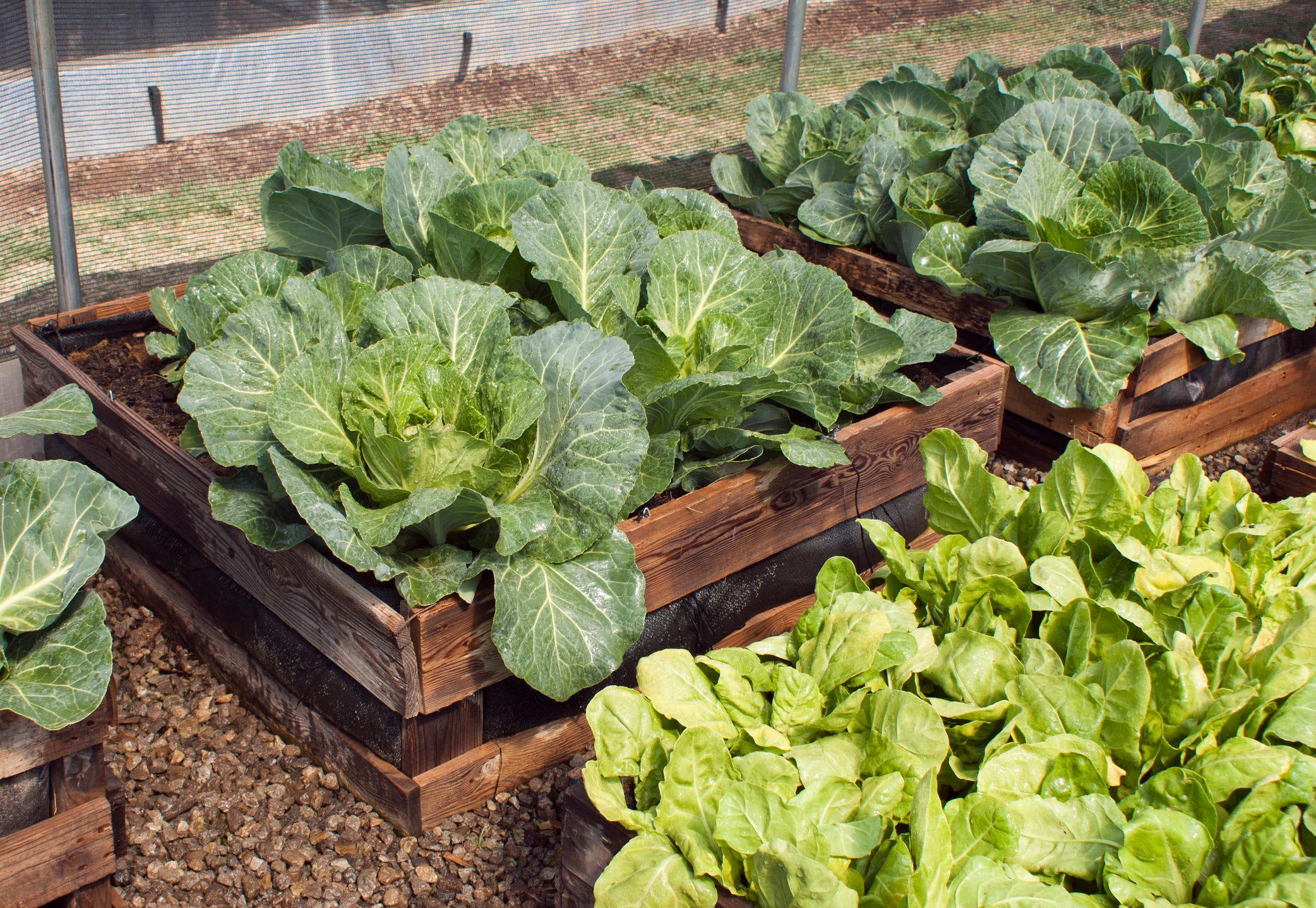 These Raised Garden Beds Will Up Your Gardening Game