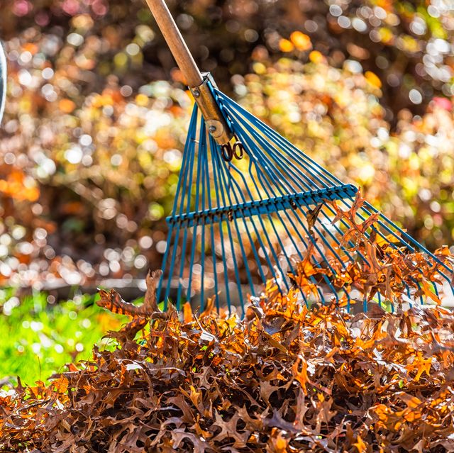 7 Best Lawn Rakes for 2021 - Top-Rated Rake Reviews
