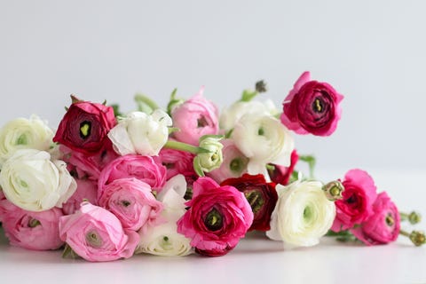 7 Gorgeous Long Lasting Flowers The Best Long Lasting Cut Flowers