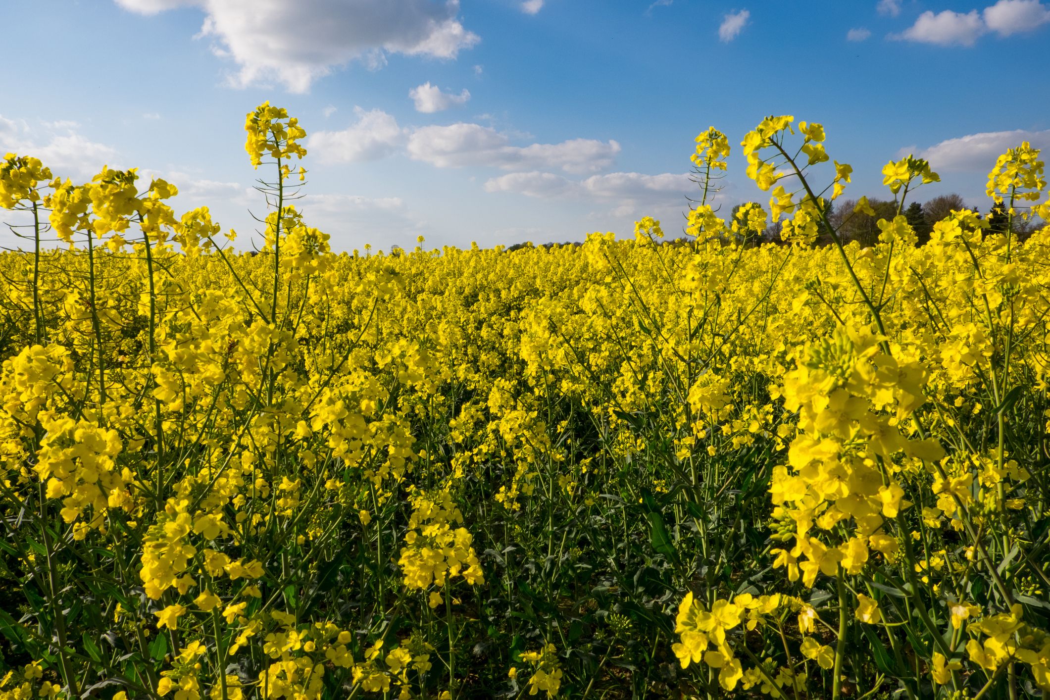 Stay Clear Of Rapeseed Fields When Walking Your Dog Experts Warn