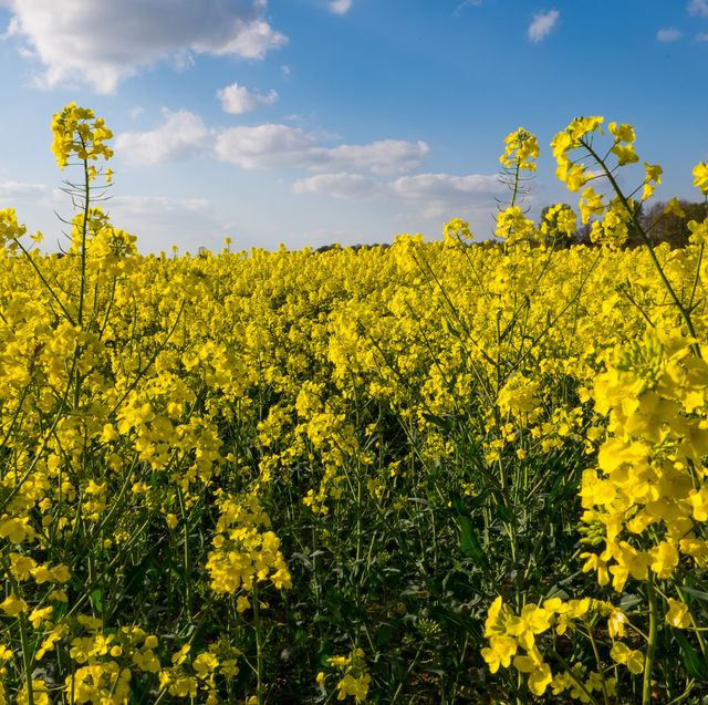 stay clear of rapeseed fields when walking your dog, experts warn