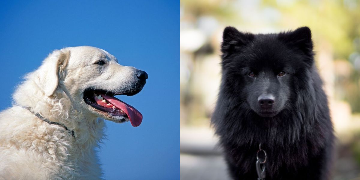 13 of the UK’s rarest dog breeds that make great pets – Wolfhond