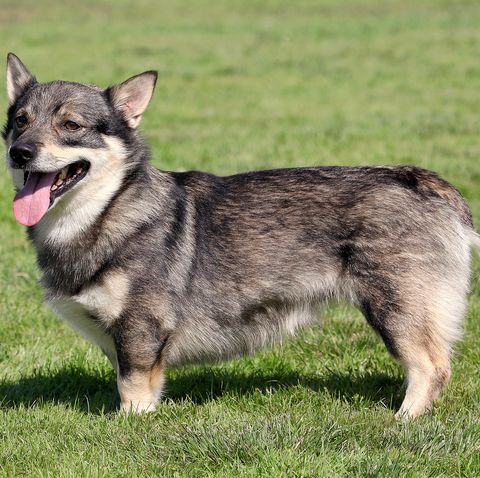 rare dog breeds - swedish vallhund