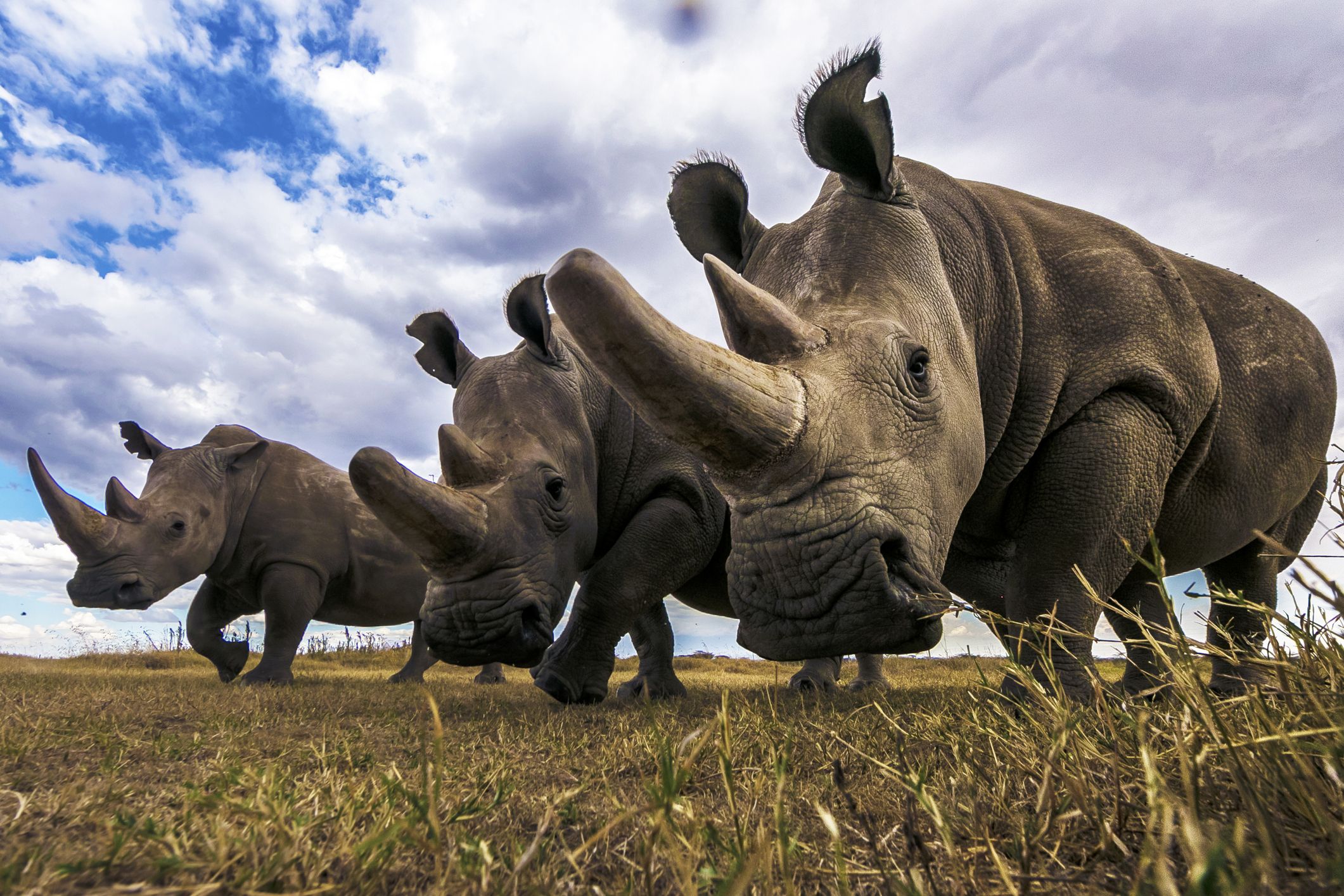 rhinoceros facts