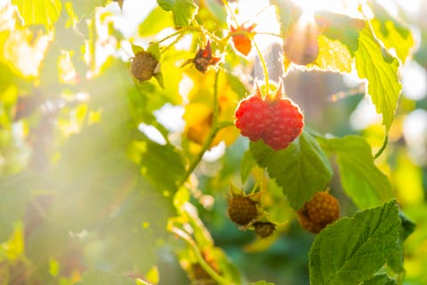 raspberry shrub