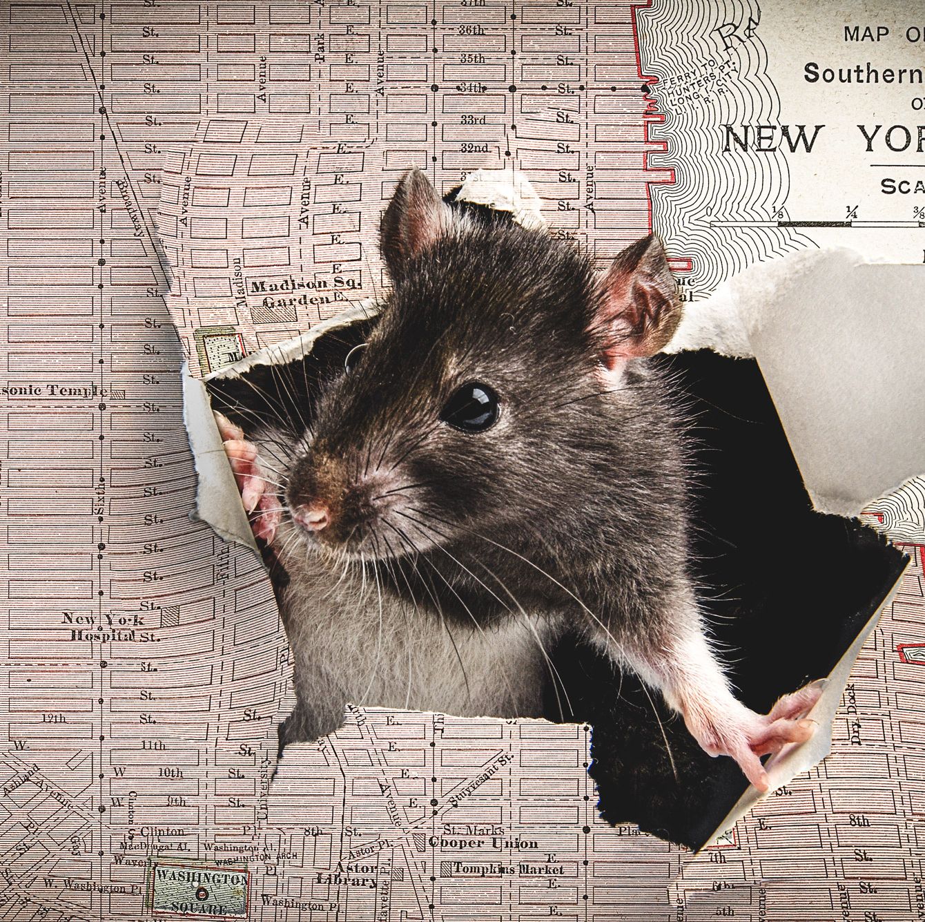 Rats Have Taken Over Our Cities—And We Can't Stop Them