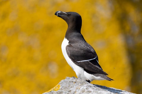 RSBP Launch Map To Help Endangered Seabirds