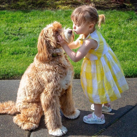 reagan doodle - animals to follow on instagram