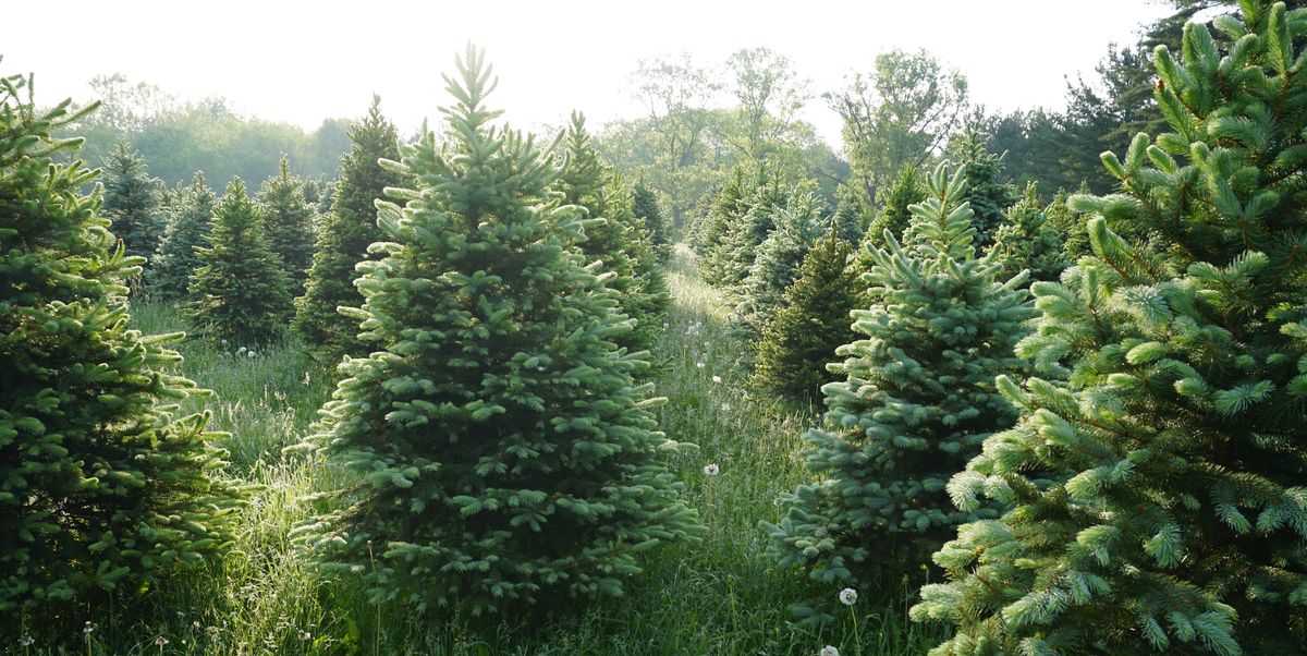This is When You Should Buy Your Real Christmas tree
