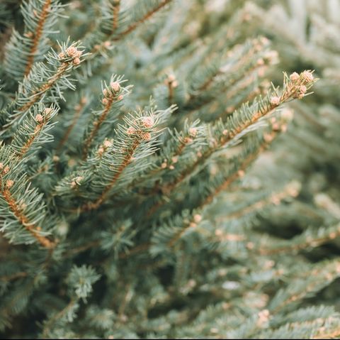 natural christmas trees in a farmer's market close up on a pine branch selective focus, copy space