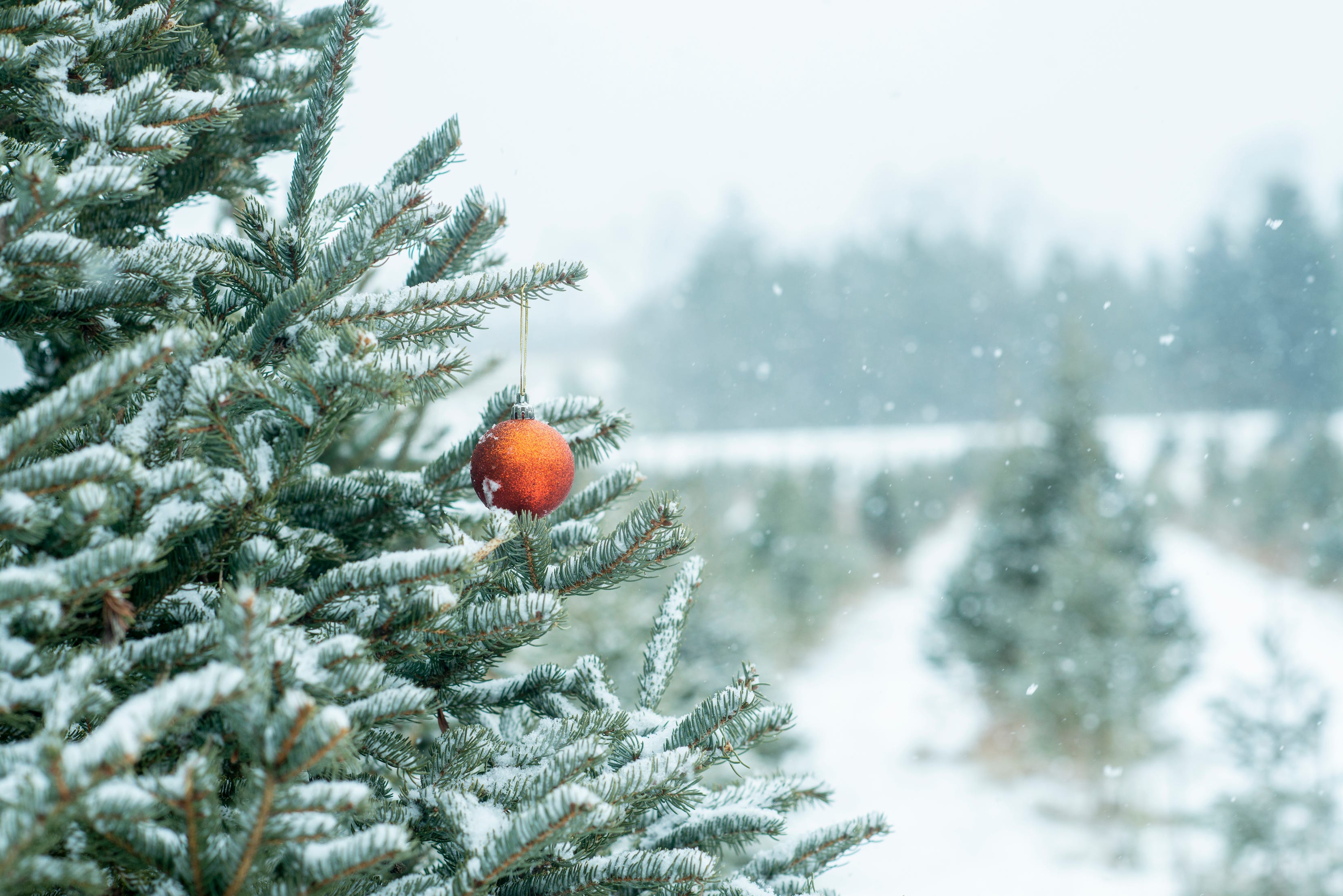 real christmas tree in snow