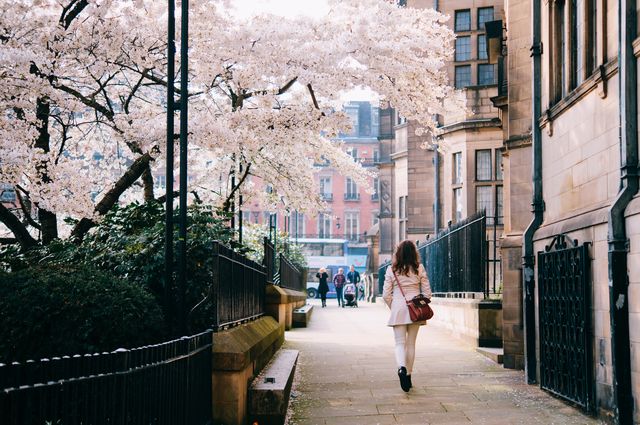rear view of woman walking on street by cherry blossom tree