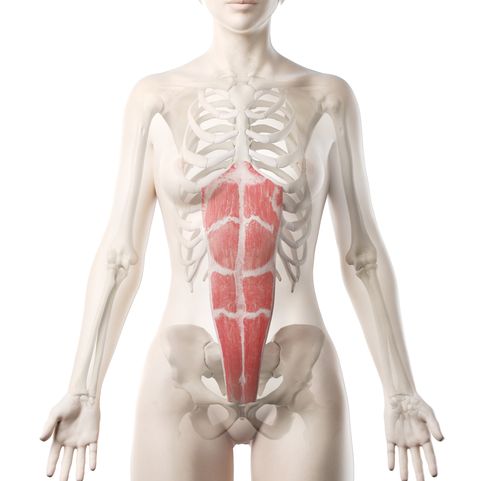 rectus abdominis muscle, illustration