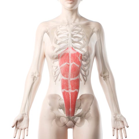 Rectus abdominis muscle, illustration rectus abdominis muscle, illustration