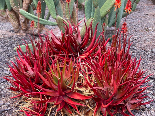 What Is Aloe Cameronii? This Red Aloe Plant Will Brighten up Your Garden