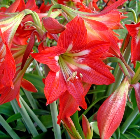 Red Amaryllis flowers at the garden