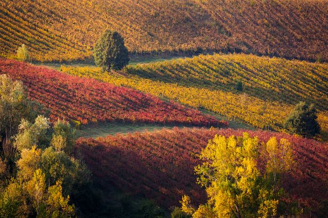 red and yellow geometric vineyards on a hill in autumn, scenic landscape