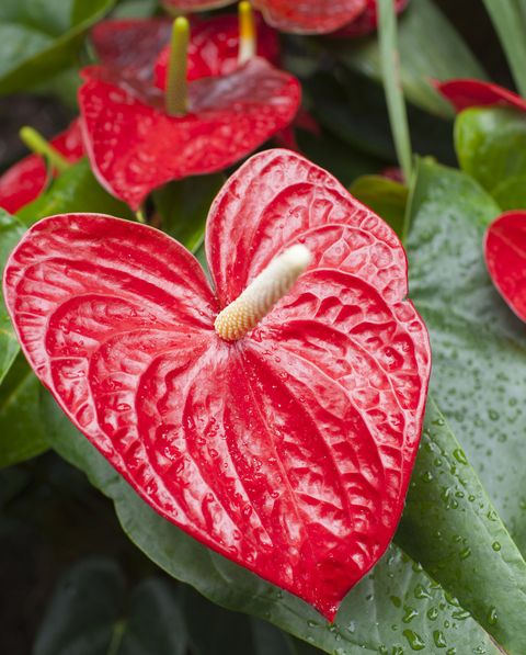 red anthurium tropical plant