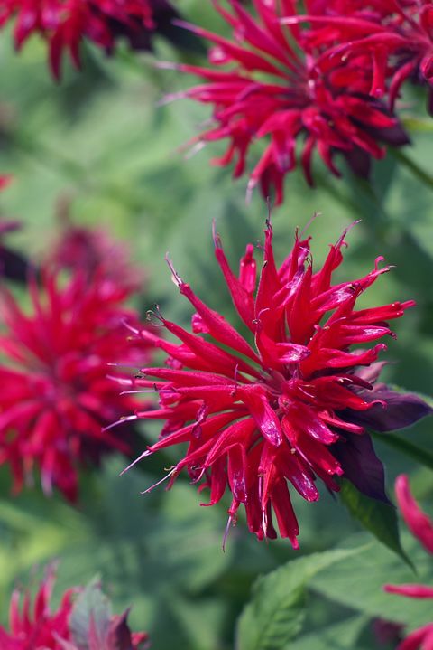 Red Bee Balm Perennial Flower Monardo