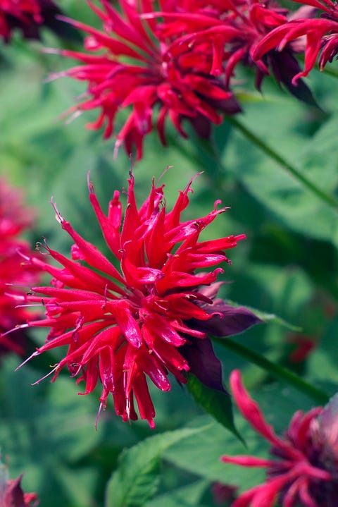 Red Bee Balm Perennial Flower Monardo