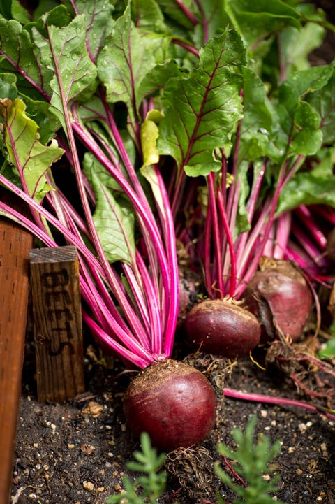 Fall Garden Vegetables