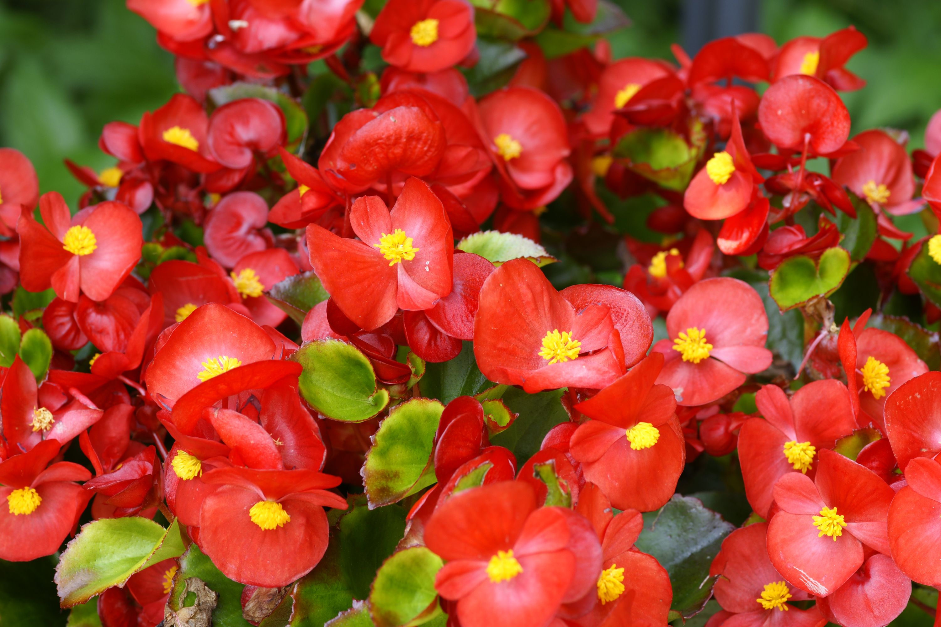 赤い庭の植物英国