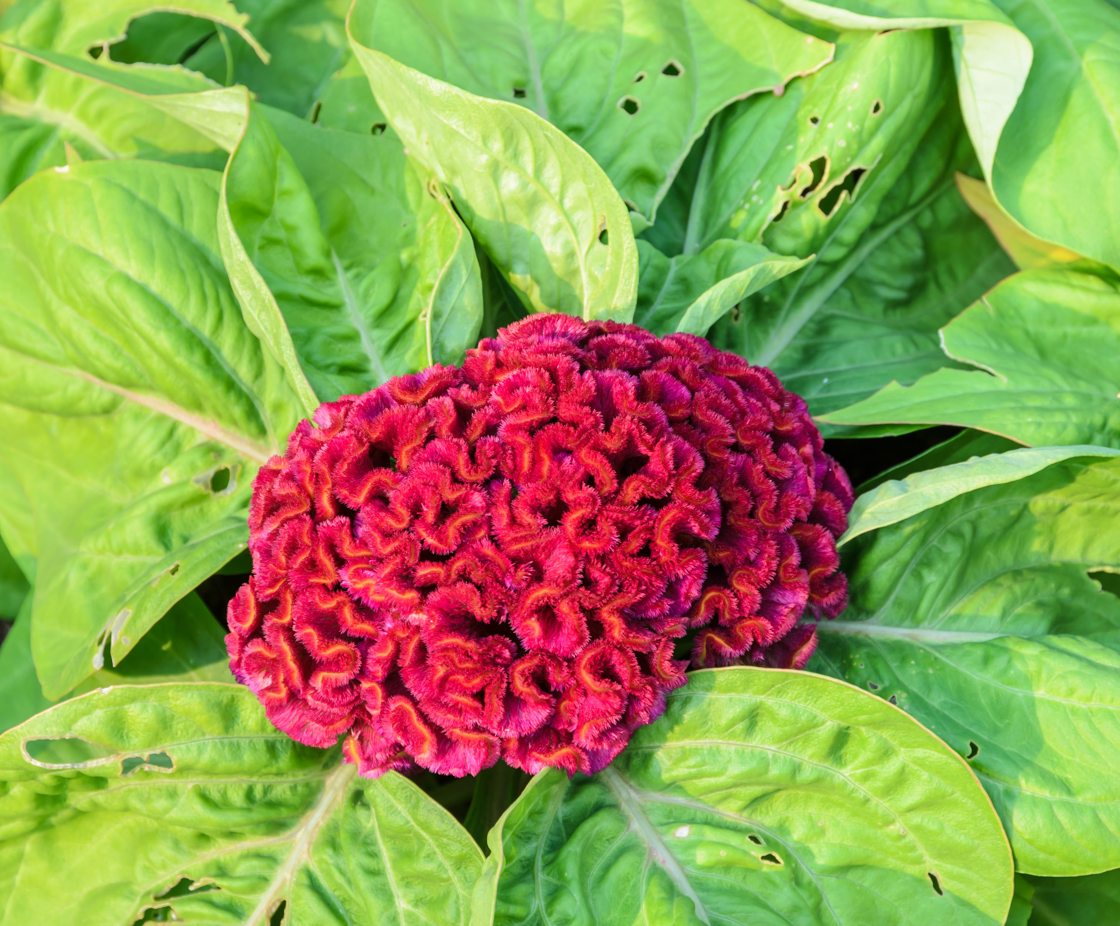 Grow Cockscomb Flowers for a Stunning Garden Addition