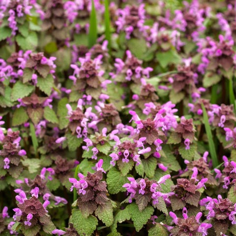 red dead nettle   ground cover plants