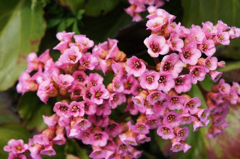 Red flowers of bergenia crassifolia  or eather bergenia or pig squeak with green close up