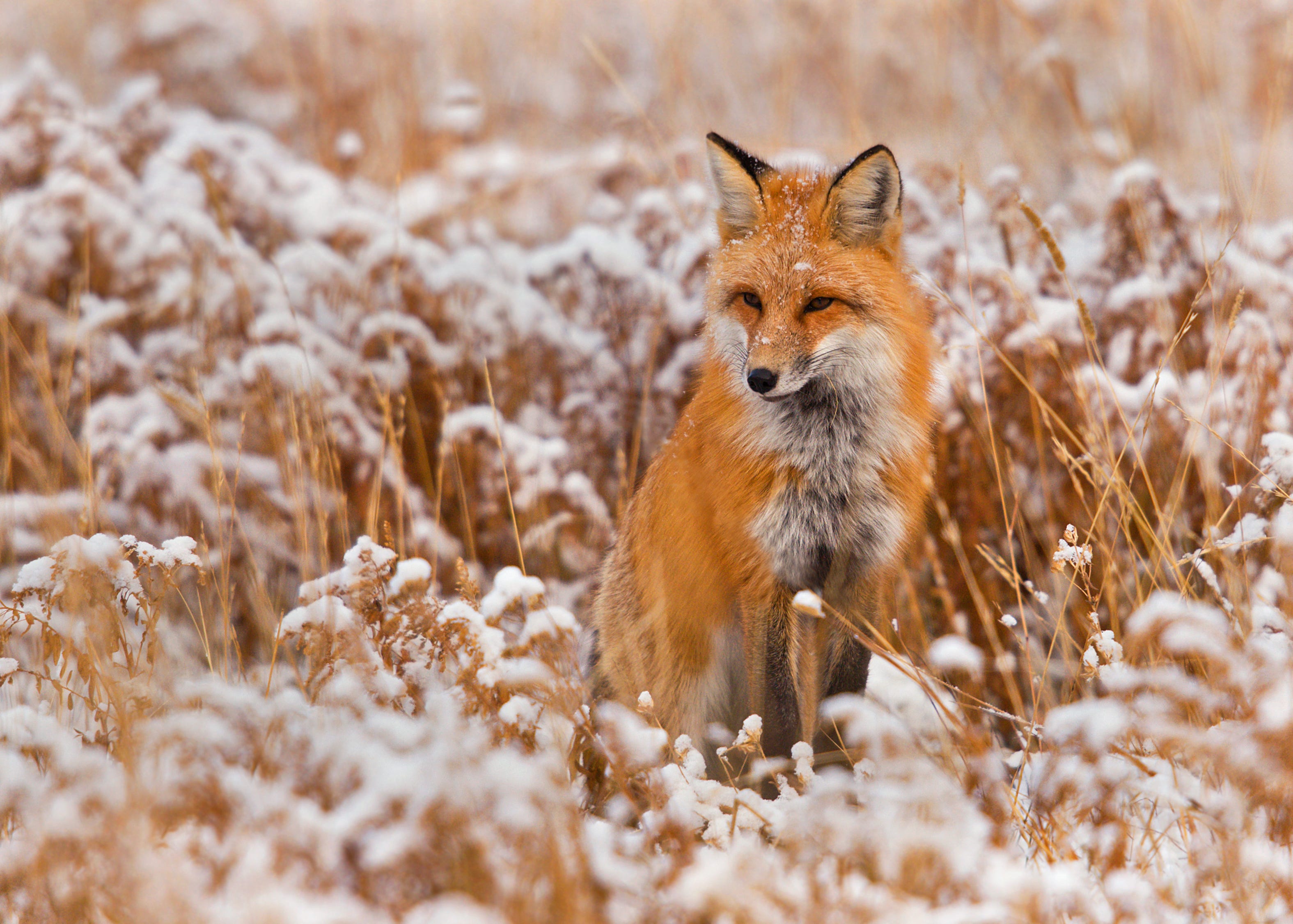 animals covered in snow