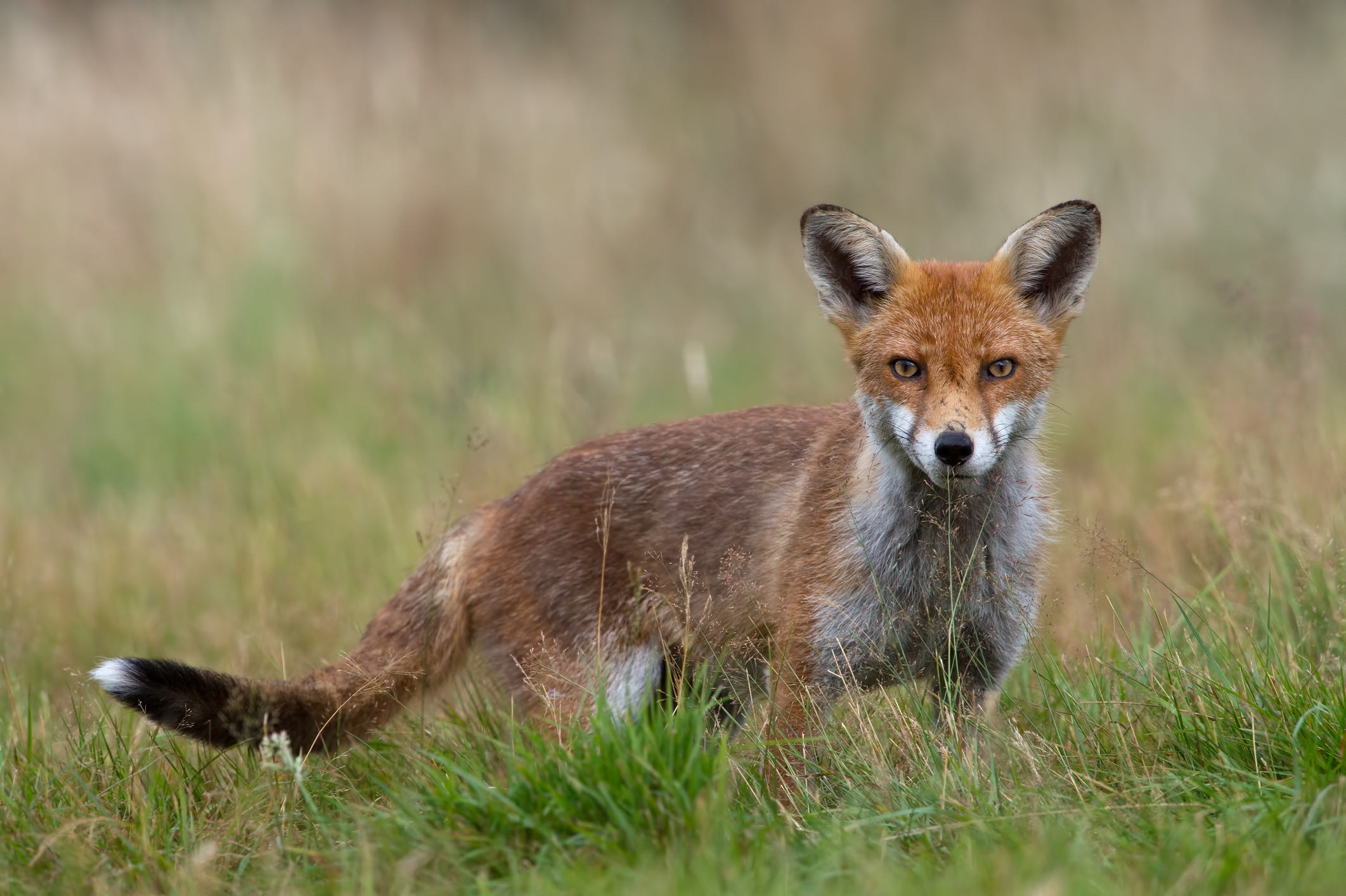 Red Squirrels — 5 Ways We Can Help The Endangered Animals