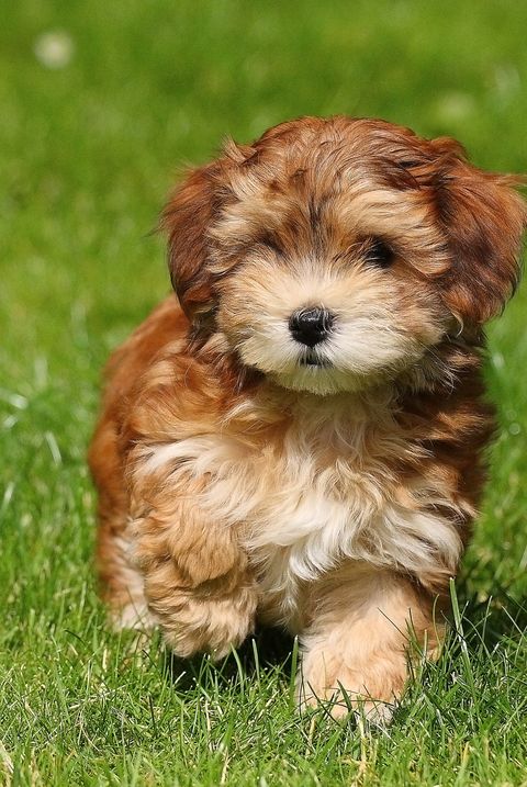 Red Havanese Puppy Of 8 Weeks Royalty Free Image 163603629 1544215495 ?crop=0.446xw 1.00xh;0.307xw,0&resize=480 *