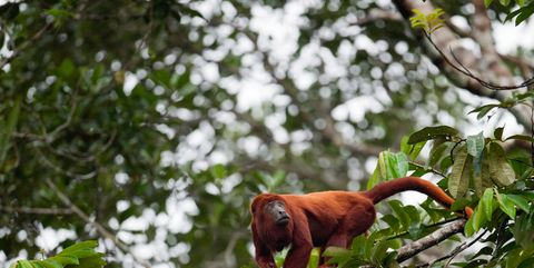 Rainforest Facts And Importance Amazon Rainforest Animals