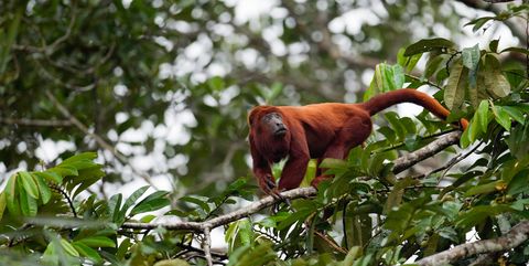 red howler monkey on branch