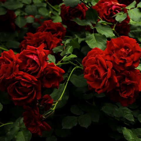 a red rose bush in full bloom
